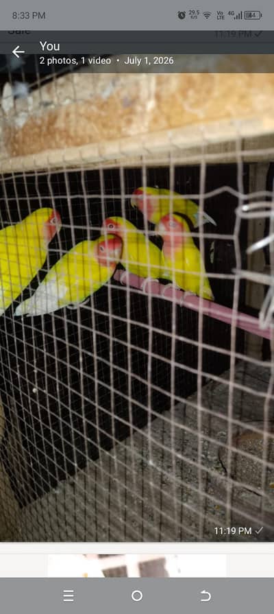 love birds