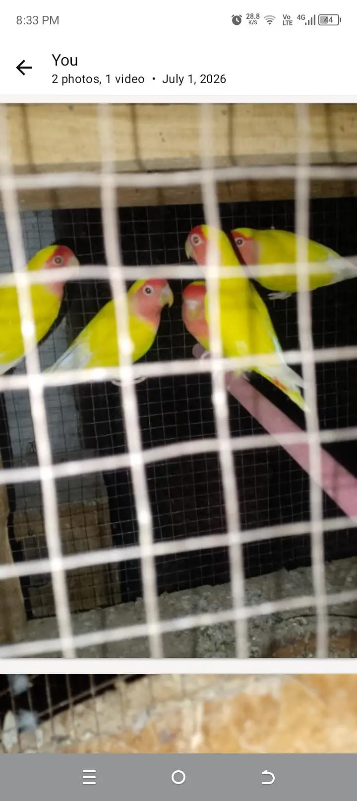 love birds — photo 2