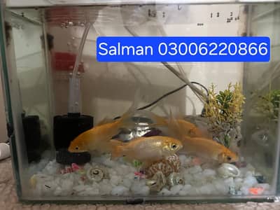 Fish and Aquarium