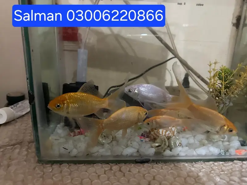 Fish and Aquarium — photo 2