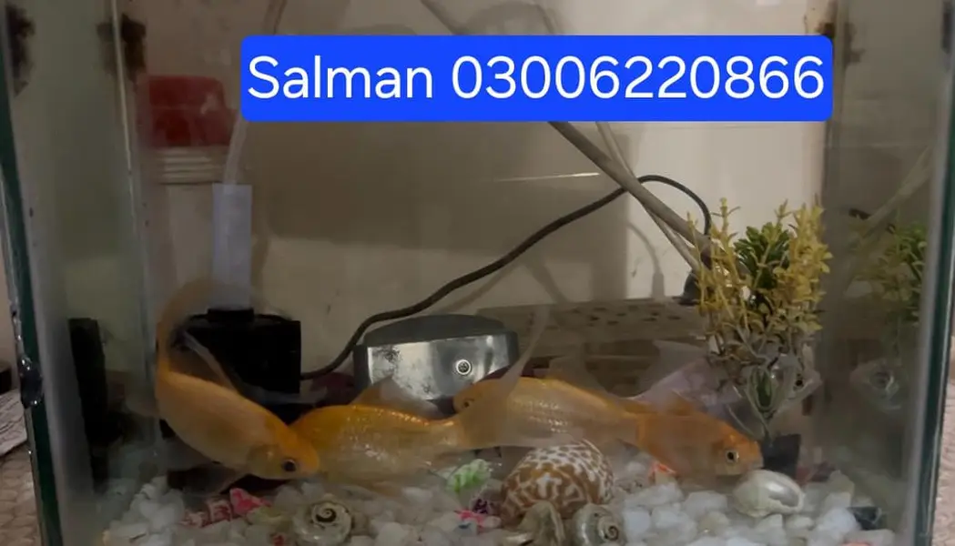 Fish and Aquarium — photo 3