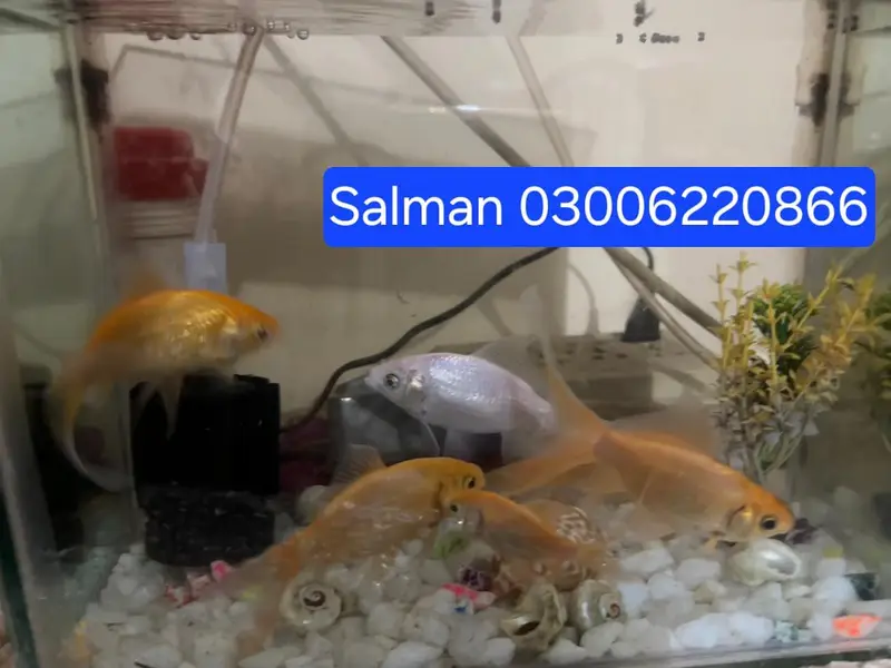 Fish and Aquarium — photo 4