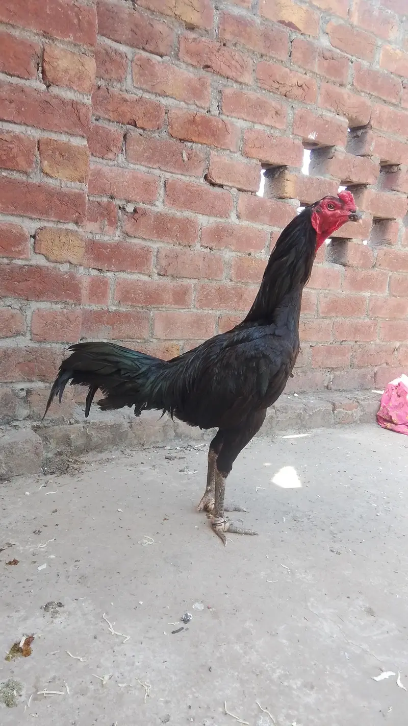 Thai trat03064330417 — photo 3