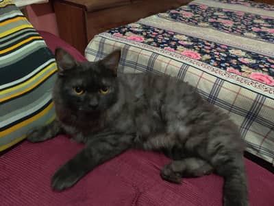 Persian male cat