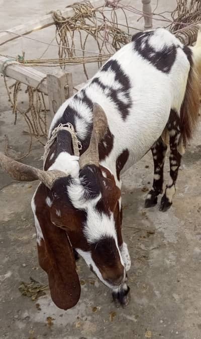 Goat for sale