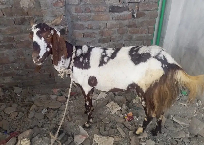 Goat for sale — photo 2