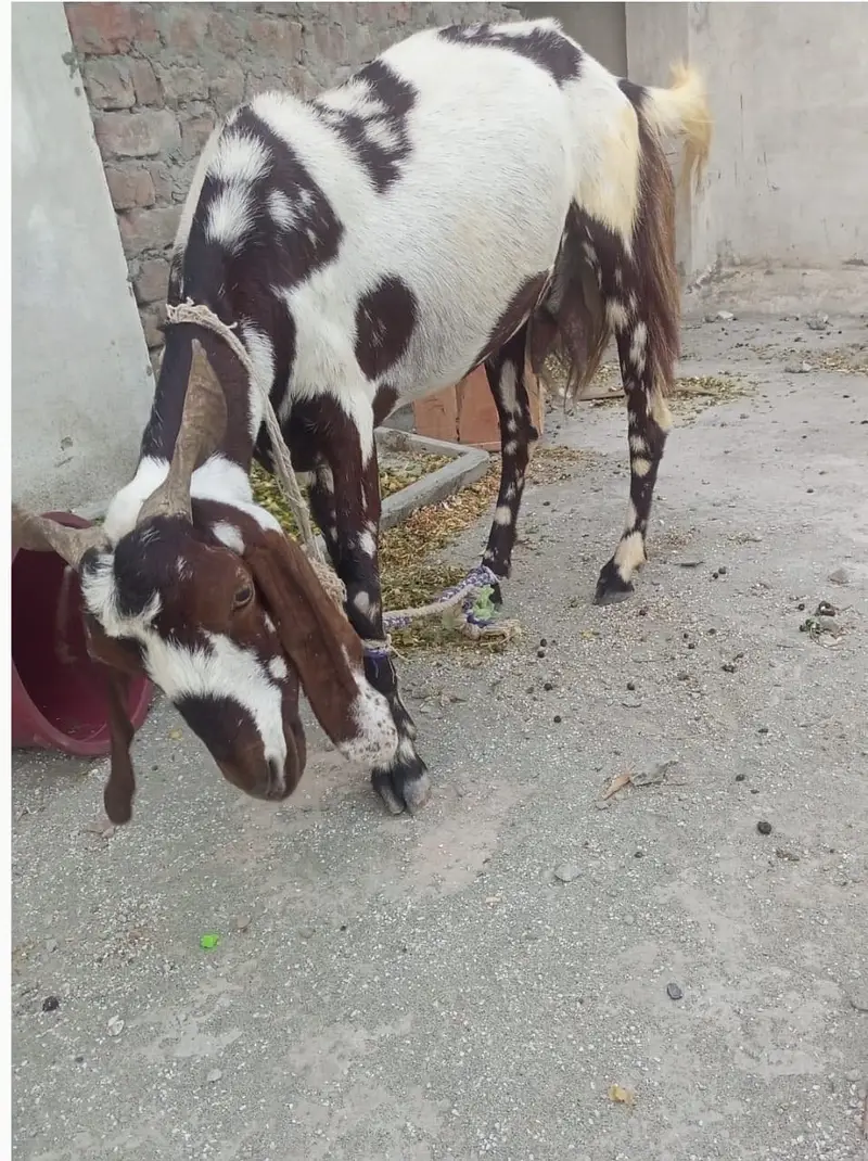 Goat for sale — photo 3