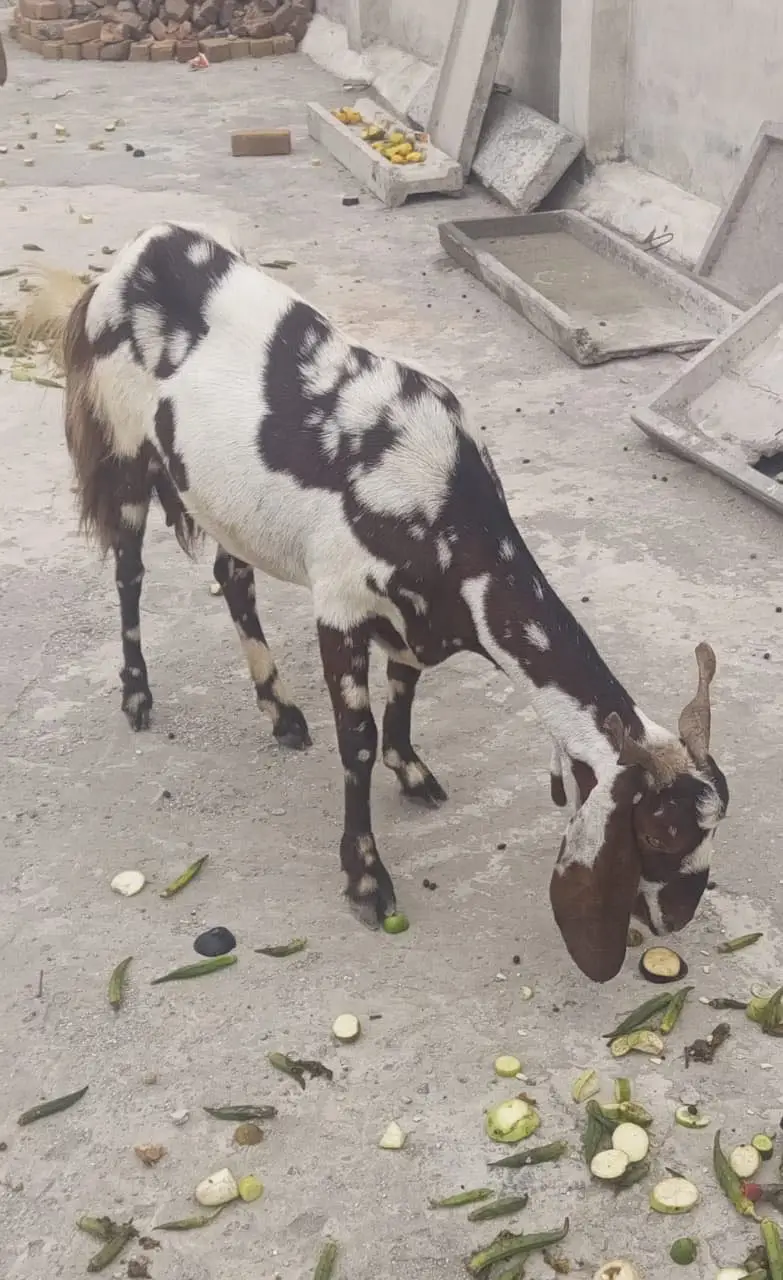 Goat for sale — photo 4