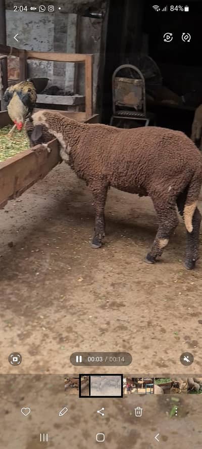 mende for sale