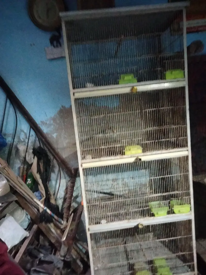 Birds cage full angal ma ha — photo 3