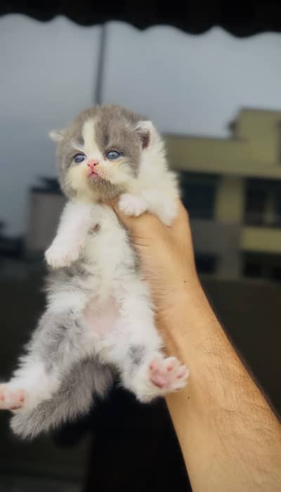 HIGH QUALITY PERSIAN KITTENS.
