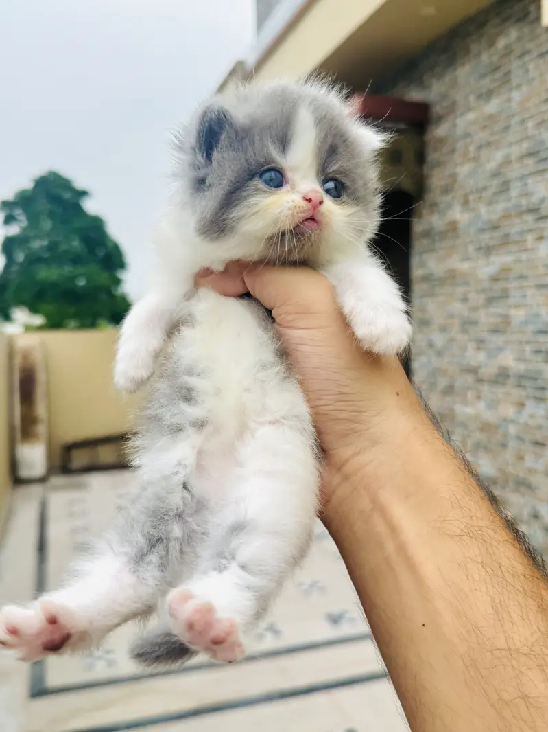 HIGH QUALITY PERSIAN KITTENS. — photo 2