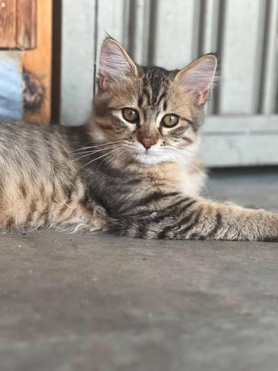 persian kittens healthy and active