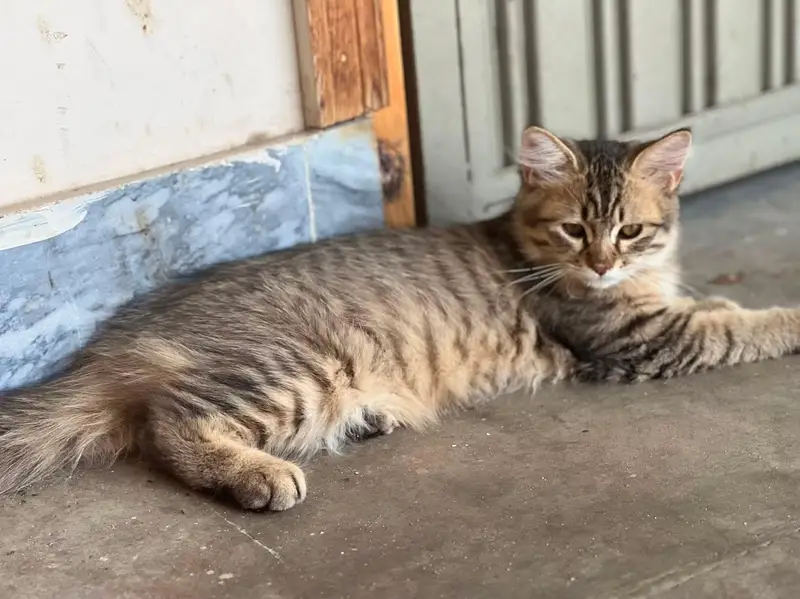 persian kittens healthy and active — photo 2