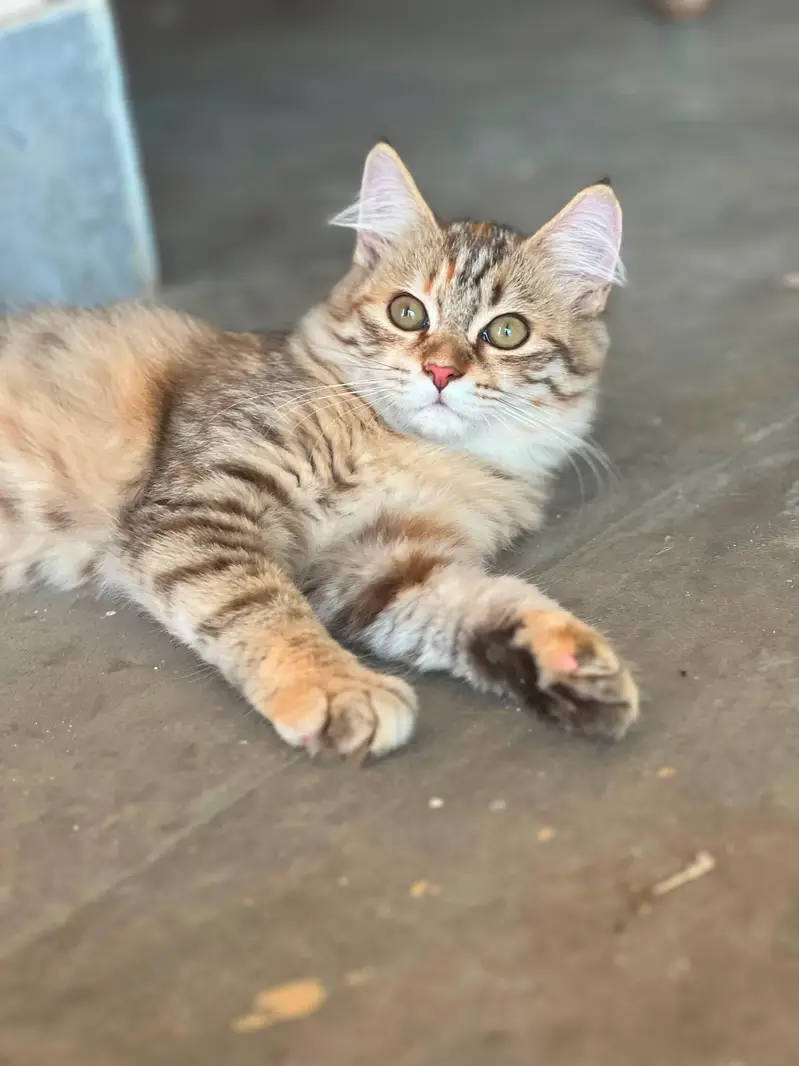 persian kittens healthy and active — photo 3