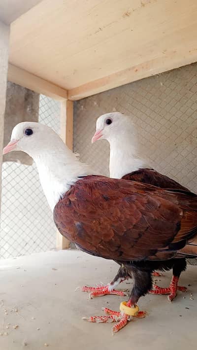 karbalai kabootar donon female hai
