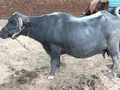 Buffalo