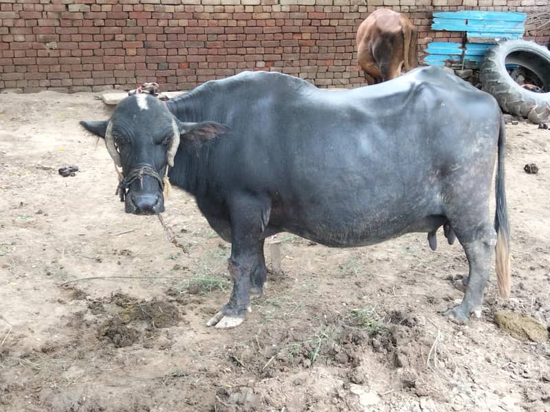 Buffalo 1