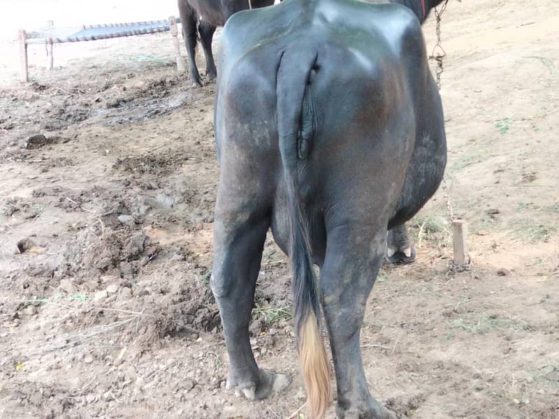 Buffalo 2