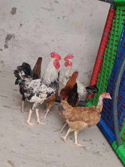 Golden misri hen urgent sell