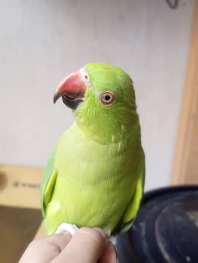 ringneck one hand tame one no hand tame