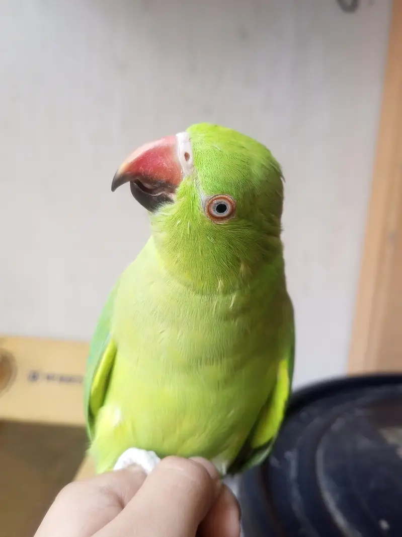 ringneck one hand tame one no hand tame — photo 2