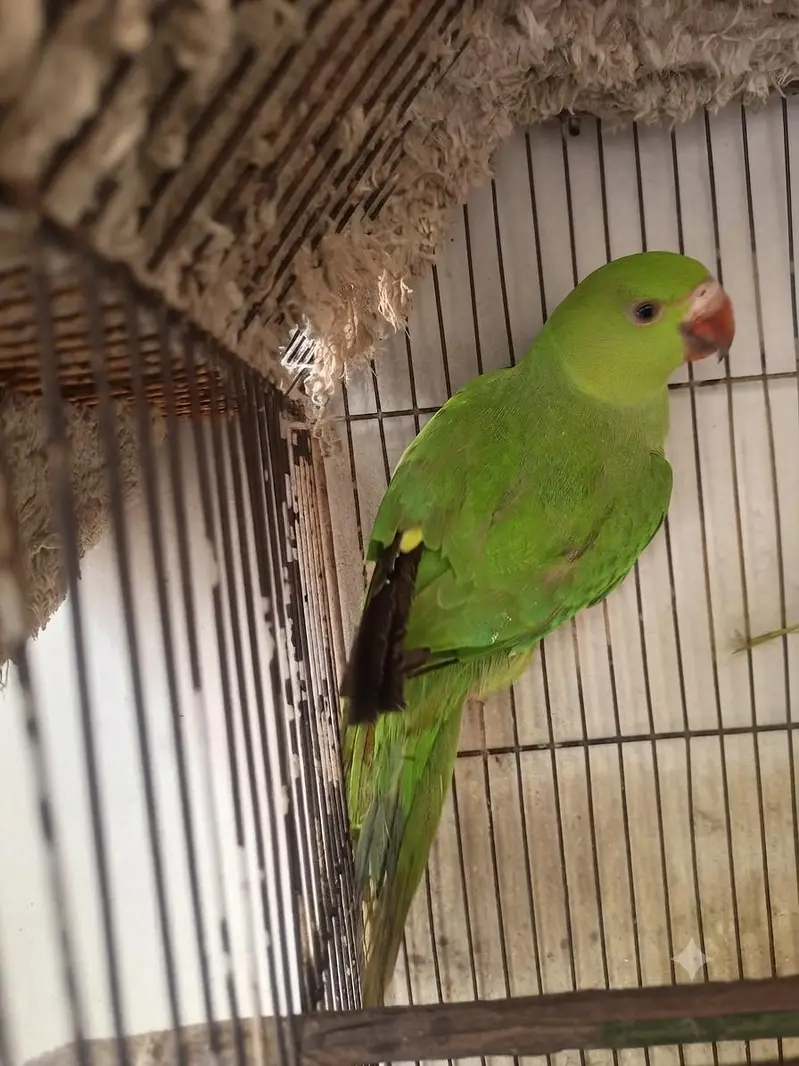 ringneck one hand tame one no hand tame — photo 3