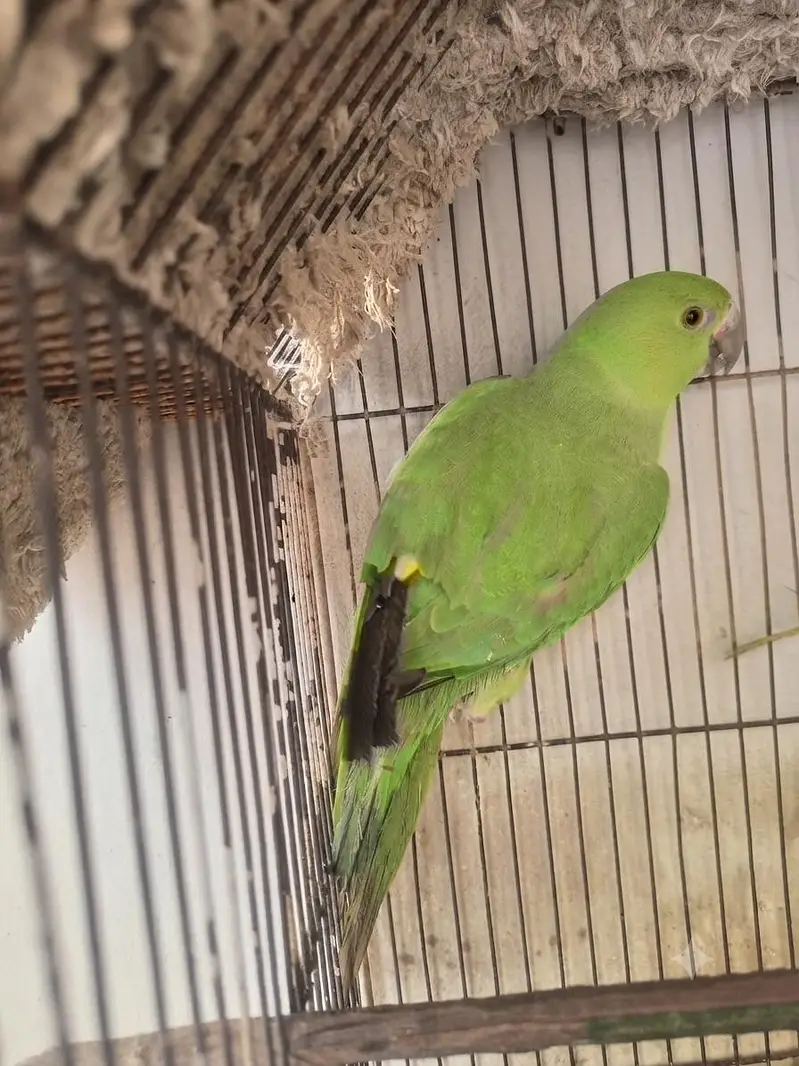 ringneck one hand tame one no hand tame — photo 4