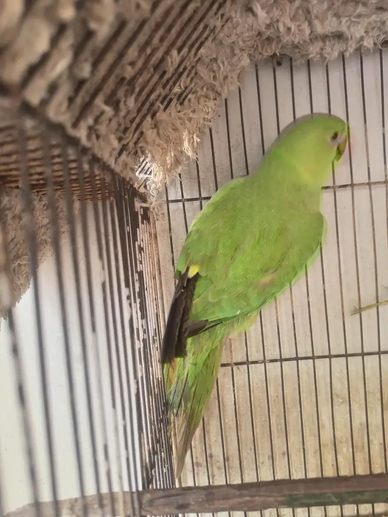 ringneck one hand tame one no hand tame — photo 6
