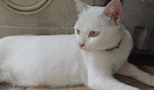 Domestic shorthair