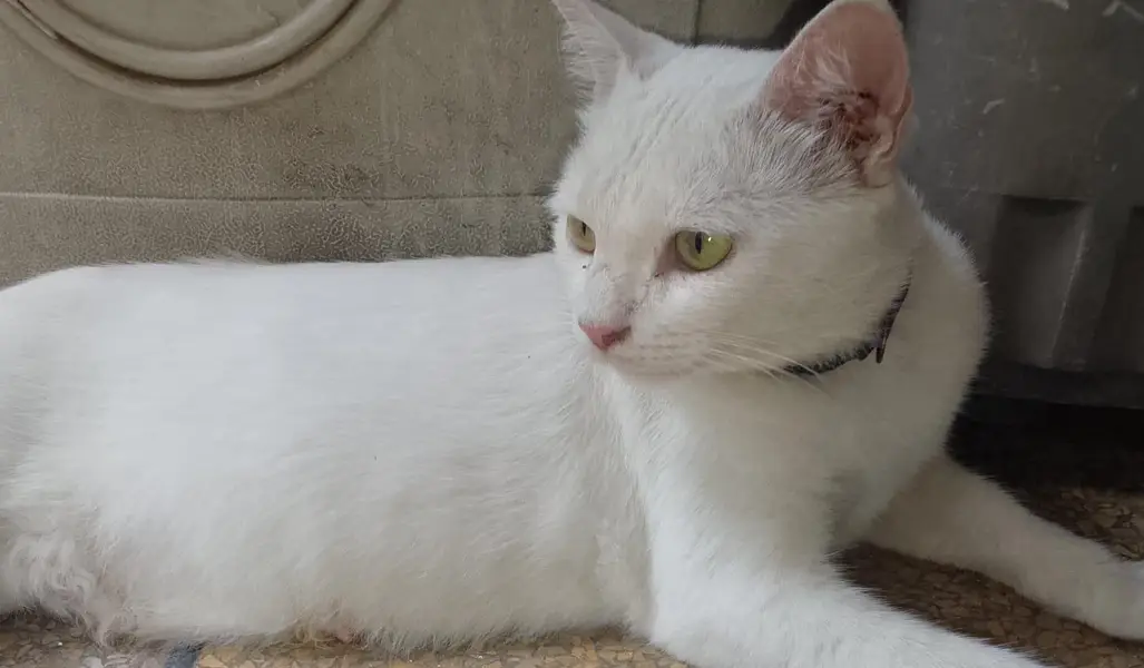 Domestic shorthair — photo 2