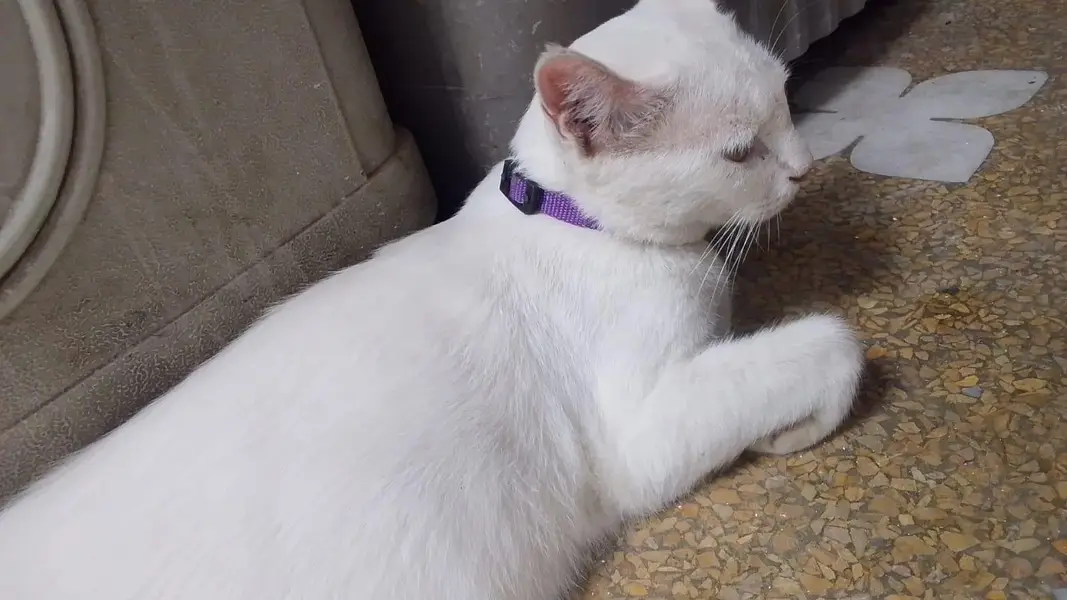 Domestic shorthair — photo 3