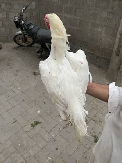 Pure paper white Heera garden se ganda ho rha he