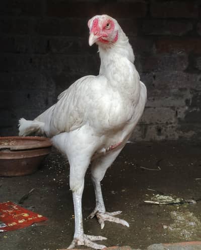 Heera aseel breeder  murgi (03278846467)