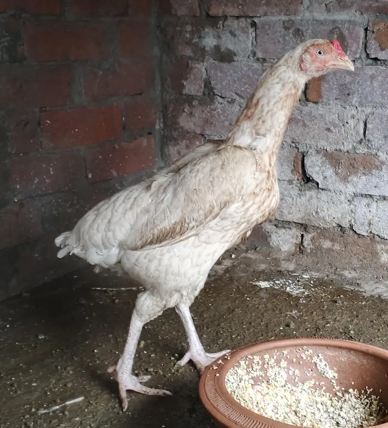 Heera aseel breeder  murgi (03278846467) — photo 2