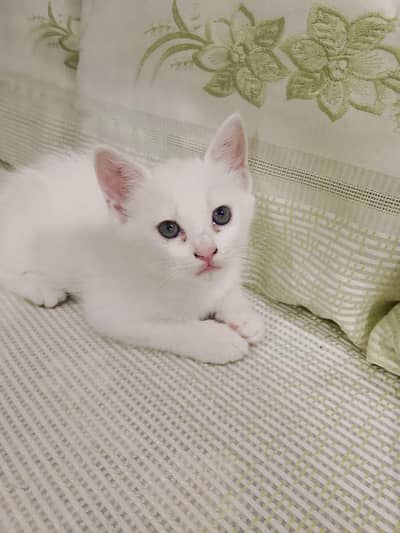 3 WHITE PERSIAN TRIPPLE COAT KITTENS FOR SALE AT REASONABLE PRICE