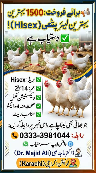 Hisex breed for farming egg laying