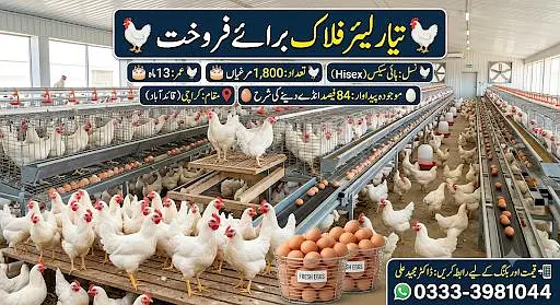 Hisex breed for farming egg laying — photo 2