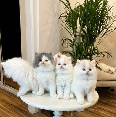 High quality Persian and Ragdoll kittens available for sale