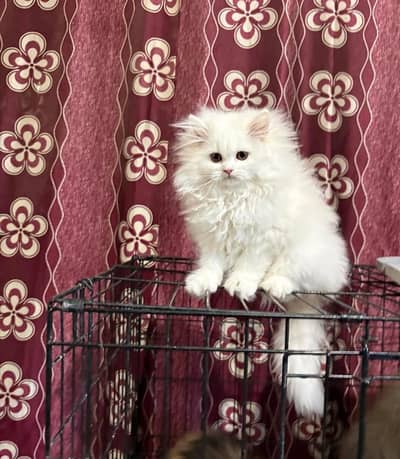 High quality Persian and Ragdoll kittens available for sale