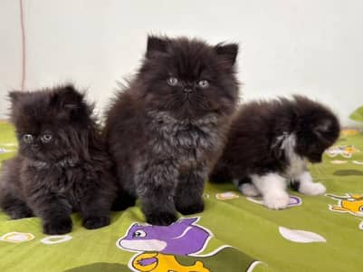 High quality Persian and Ragdoll kittens available for sale