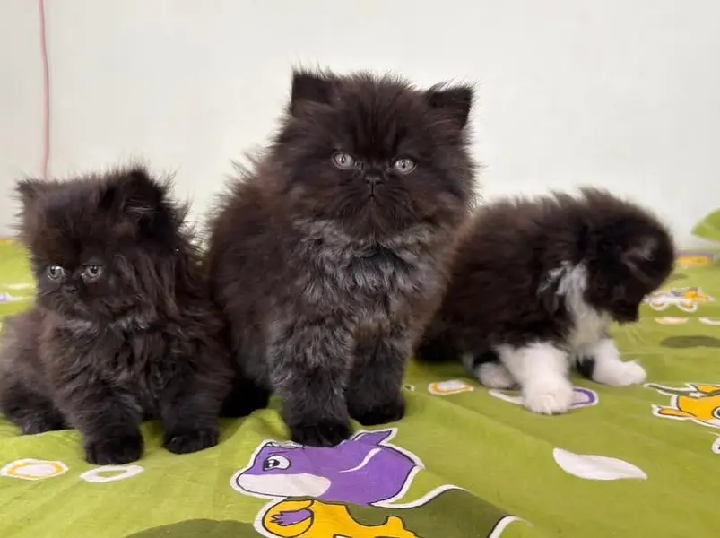 High quality Persian and Ragdoll kittens available for sale — photo 2