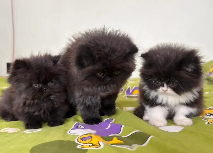 High quality Persian and Ragdoll kittens available for sale — photo 3
