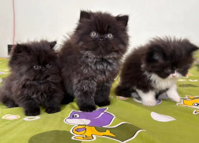 High quality Persian and Ragdoll kittens available for sale — photo 4