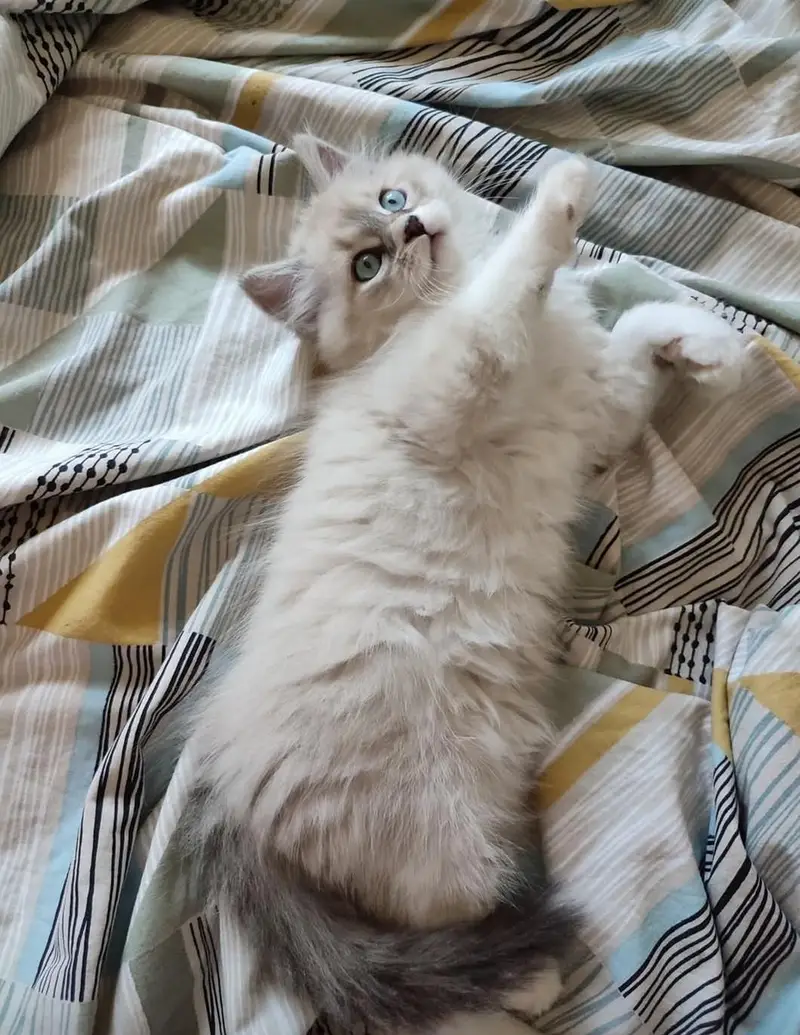 High quality Persian and Ragdoll kittens available for sale — photo 5