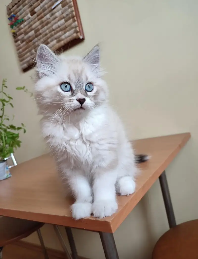 High quality Persian and Ragdoll kittens available for sale — photo 6