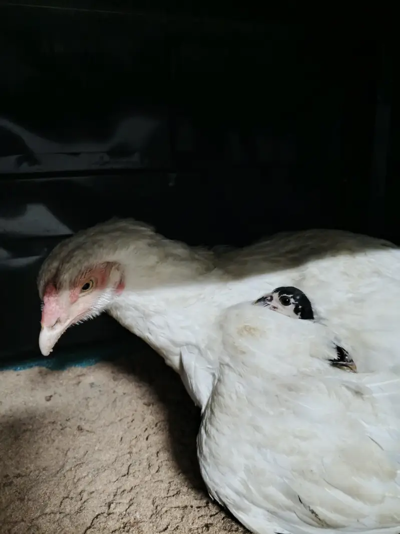 Heera aseel breeder  murgi (03278846467) — photo 3