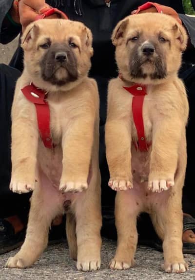 pure Turkish kangal pair dabal Hadi Havey bone structure security dog