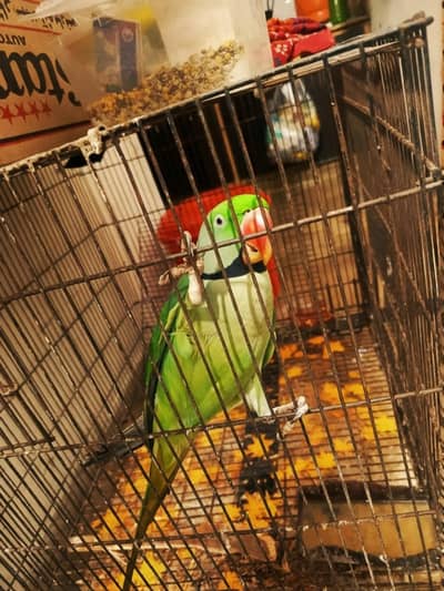 Raw male for breed