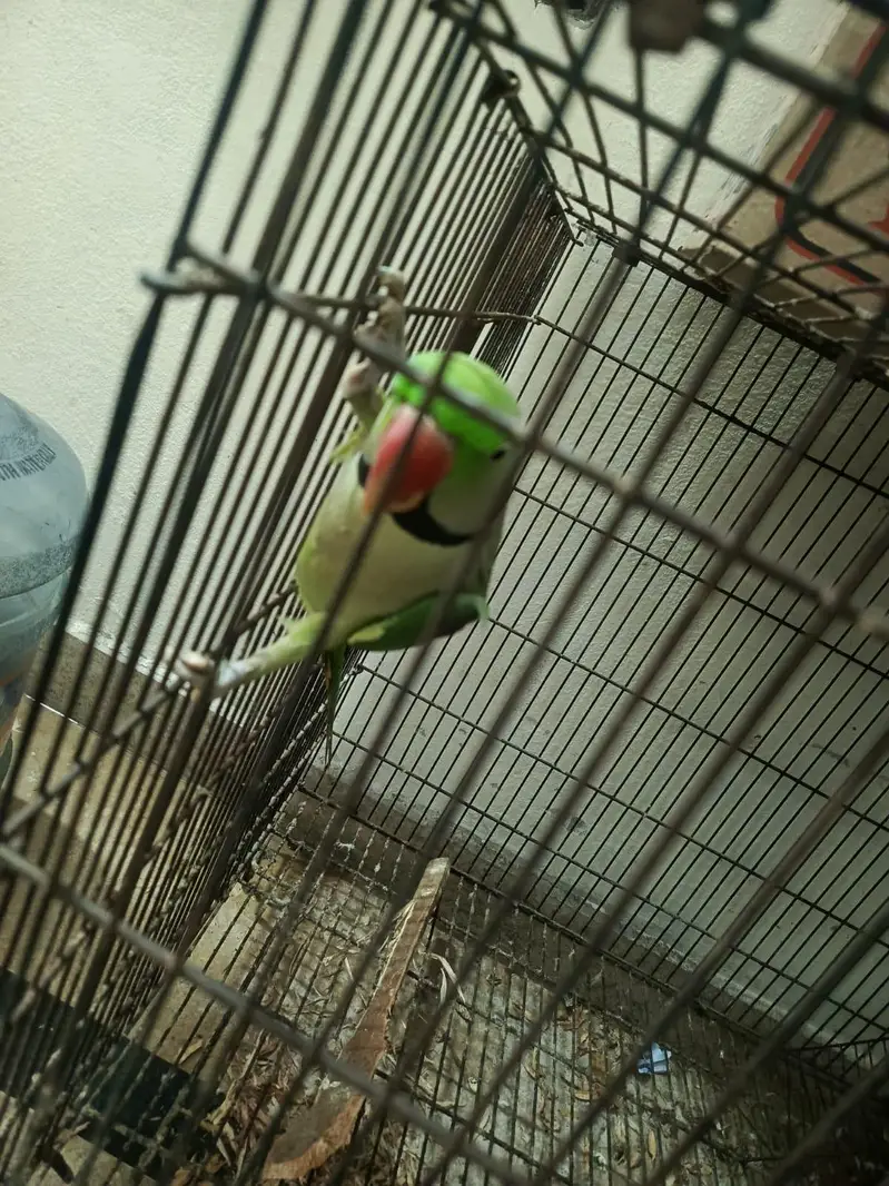 Raw male for breed — photo 2